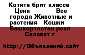 Котята брит класса › Цена ­ 20 000 - Все города Животные и растения » Кошки   . Башкортостан респ.,Салават г.